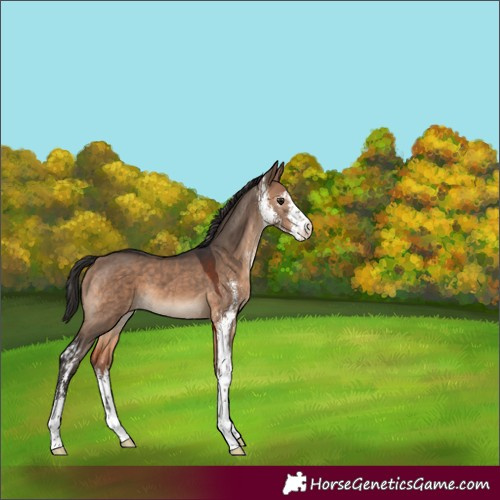 Horse Color:Brown Dun Sabino 