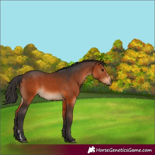 Horse Color:Brown Sabino Rabicano 