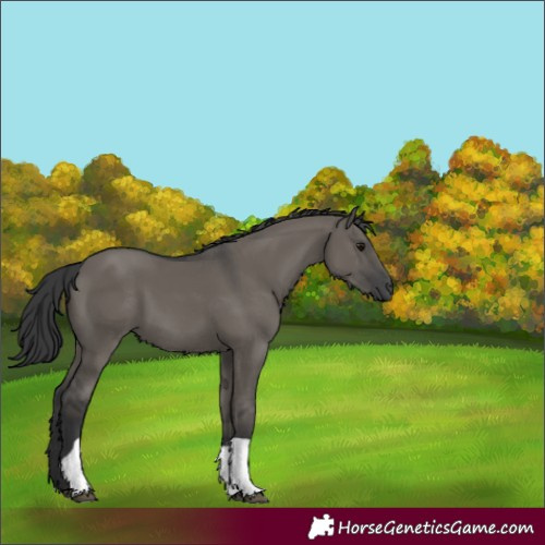 Horse Color:Grullo Tobiano 