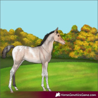 Horse Color:Bay Roan Dun Tobiano Blanket 