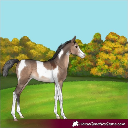 Horse Color:Brown Dun Sabino Tobiano Blanket 