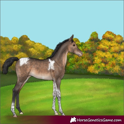 Horse Color:Brown Dun Tobiano Varnish 