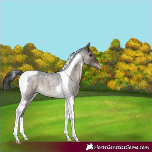 Horse Color:Brown Roan Dun Tobiano Varnish 