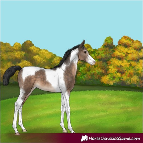 Horse Color:Brown Dun Sabino Tobiano Appaloosa 
