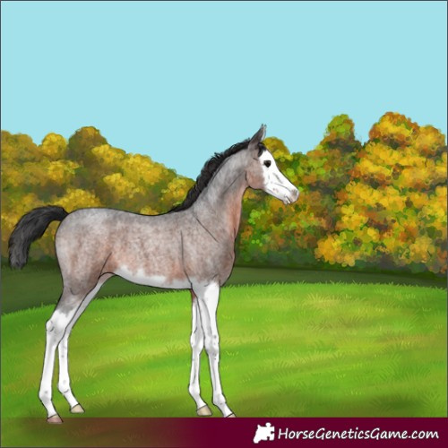 Horse Color:White Spotted Brown Roan Splash 