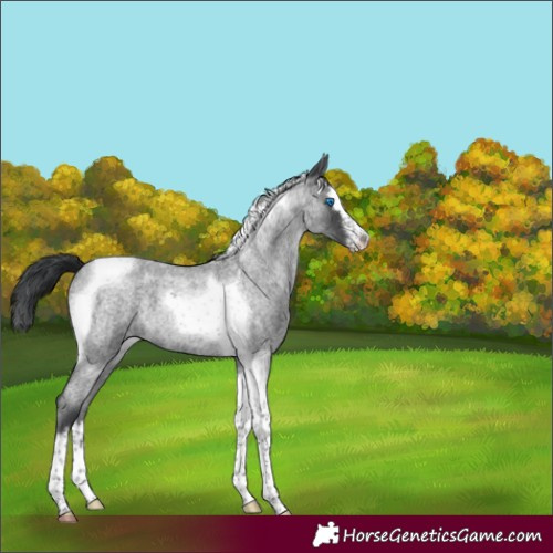 Horse Color:Blue Roan Splash Tobiano 