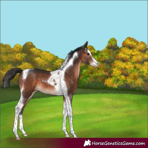Horse Color:Brown Splash Tobiano 
