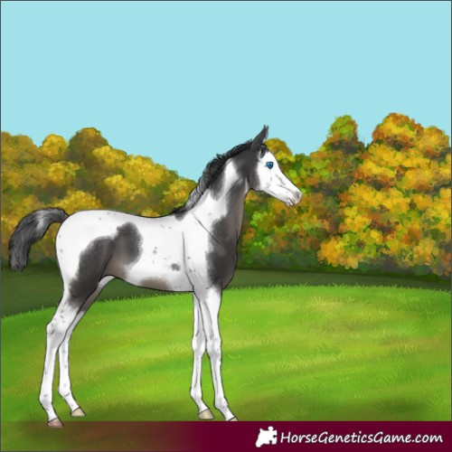 Horse Color:White Spotted Black Splash Tobiano 