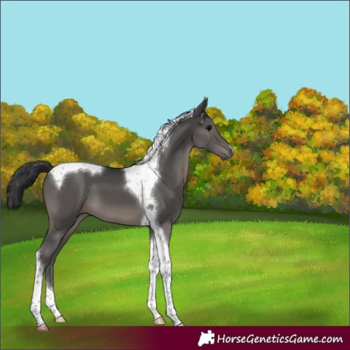 Horse Color:Black Tobiano 