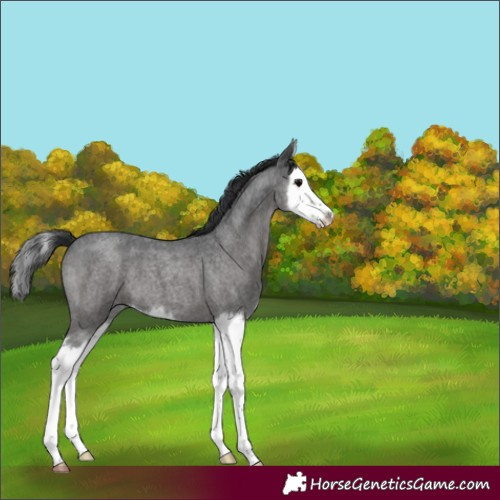 Horse Color:White Spotted Blue Roan Splash 