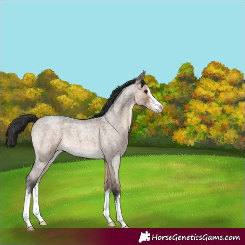 Horse Color:White Spotted Brown Roan Dun 