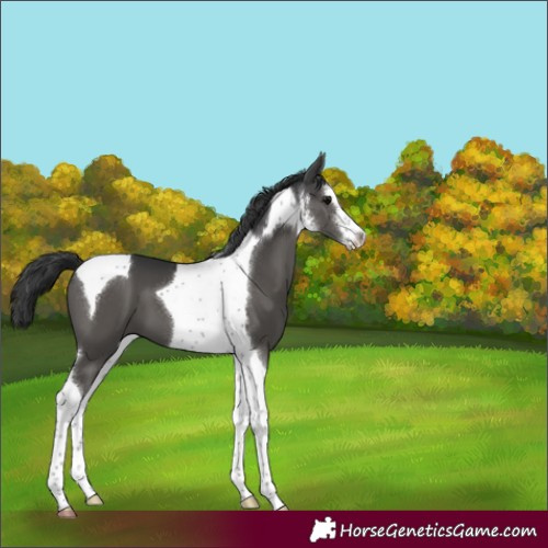 Horse Color:White Spotted Black Tobiano 