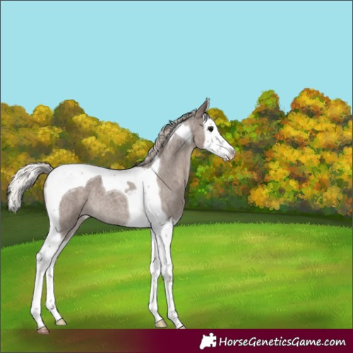 Horse Color:Silver Blue Roan Splash Tobiano 