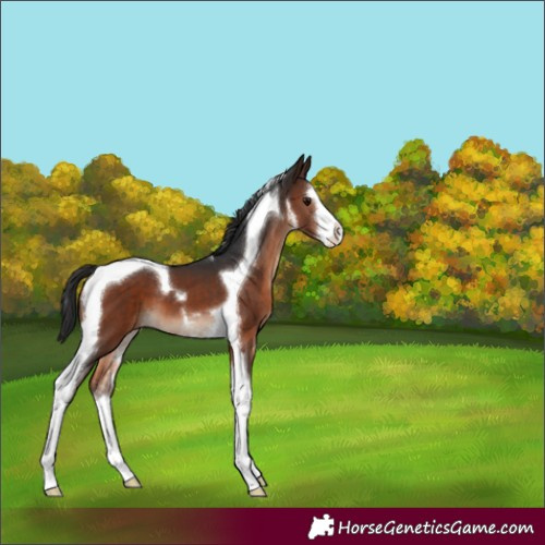 Horse Color:White Spotted Brown Tobiano 