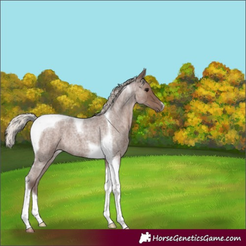 Horse Color:Silver Blue Roan Tobiano 