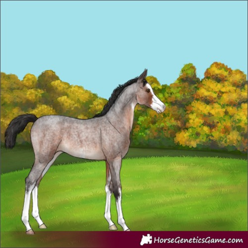 Horse Color:White Spotted Brown Roan 