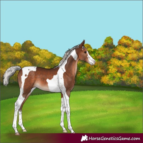 Horse Color:White Spotted Silver Brown Tobiano 