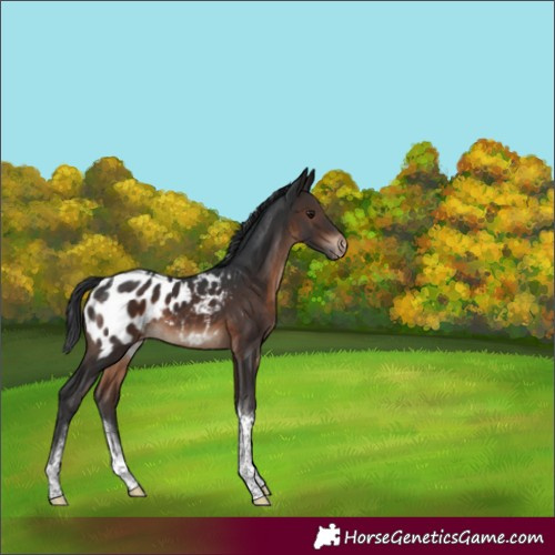Horse Color:White Spotted Brown Tobiano Appaloosa 