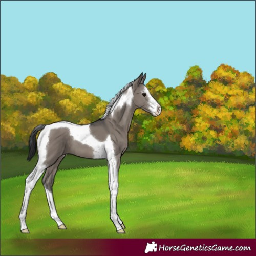 Horse Color:White Spotted Grullo Tobiano 
