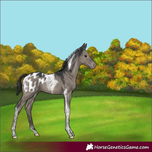 Horse Color:Grullo Tobiano Appaloosa 