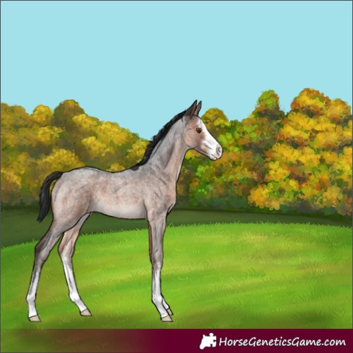 Horse Color:White Spotted Brown Roan 