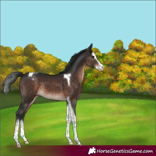 Horse Color:Brown Mushroom Splash Tobiano Varnish Rabicano 