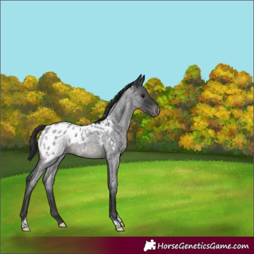 Horse Color:Blue Roan Tobiano Appaloosa 