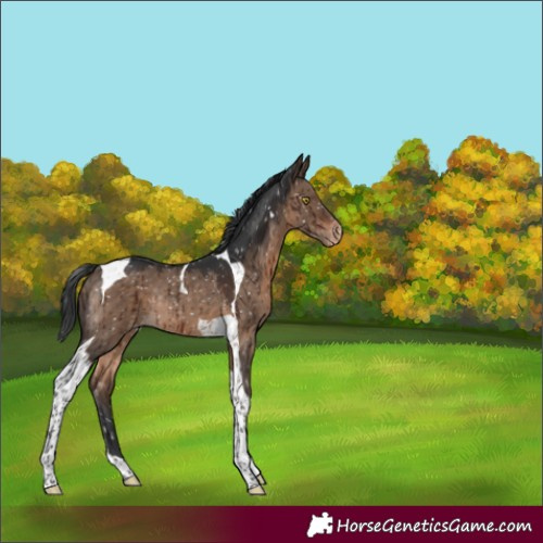 Horse Color:Brown Dun Tobiano Snowflake Varnish Rabicano Brindle 