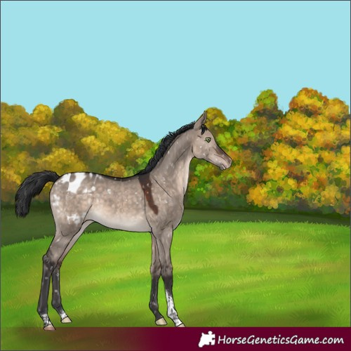 Horse Color:White Spotted Brown Dun Mushroom Tobiano Appaloosa Rabicano 