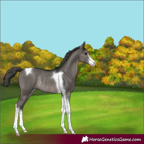 Horse Color:White Spotted Grullo Mushroom Tobiano Varnish Rabicano 
