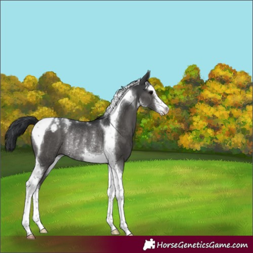Horse Color:White Spotted Black Tobiano Appaloosa Rabicano 