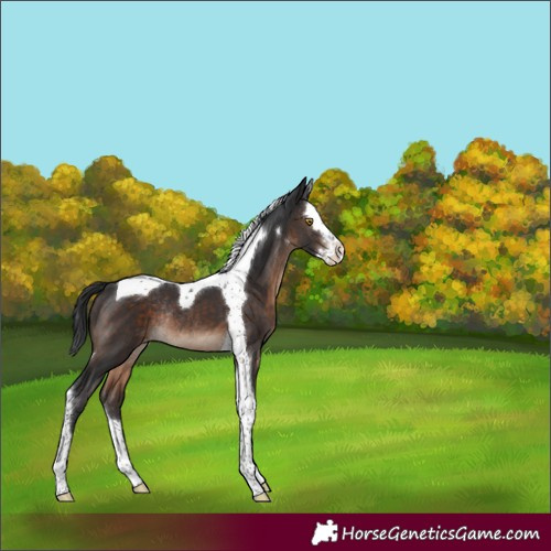 Horse Color:White Spotted Brown Splash Tobiano Varnish Rabicano 