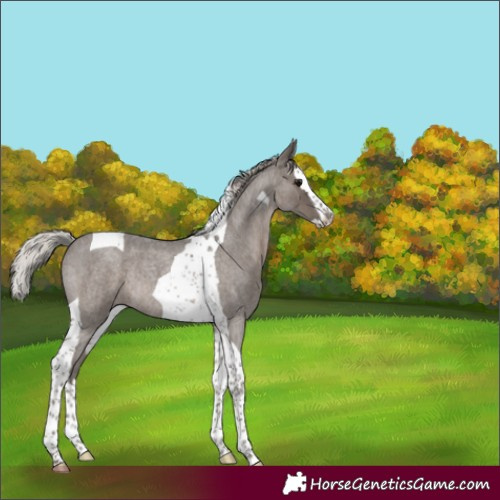 Horse Color:Silver Blue Roan Splash Tobiano Rabicano 