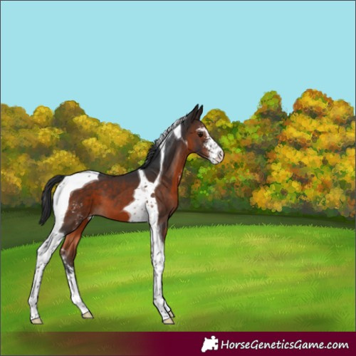 Horse Color:Brown Sabino Tobiano Varnish 