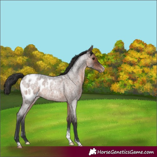 Horse Color:Brown Roan Sabino Blanket Rabicano 