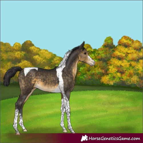 Horse Color:Buckskin Sabino Tobiano 