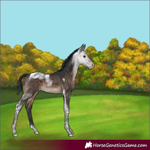 Horse Color:Brown Dun Tobiano Blanket Brindle 
