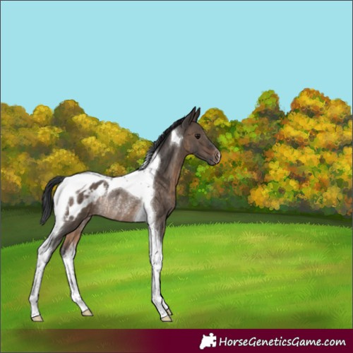 Horse Color:Brown Dun Tobiano Blanket Rabicano 