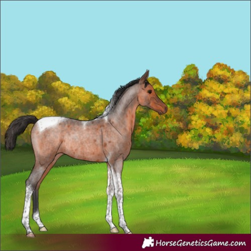 Horse Color:Brown Roan Tobiano Rabicano 