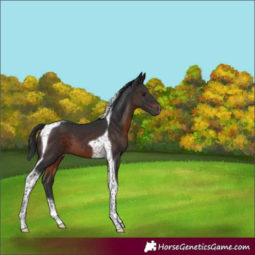 Horse Color:Brown Tobiano 