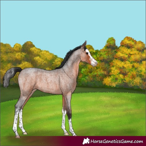 Horse Color:Brown Roan Sabino Splash 