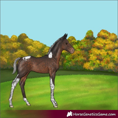Horse Color:Silver Brown Tobiano Blanket Rabicano 