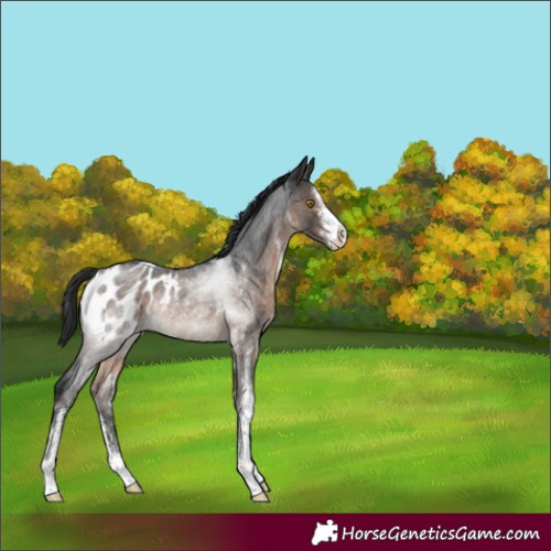 Horse Color:Brown Roan Sabino Appaloosa Rabicano 