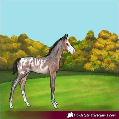 Horse Color:Brown Roan Sabino Appaloosa 