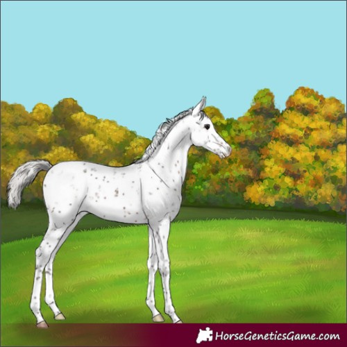 Horse Color:Silver Brown Sabino Appaloosa 