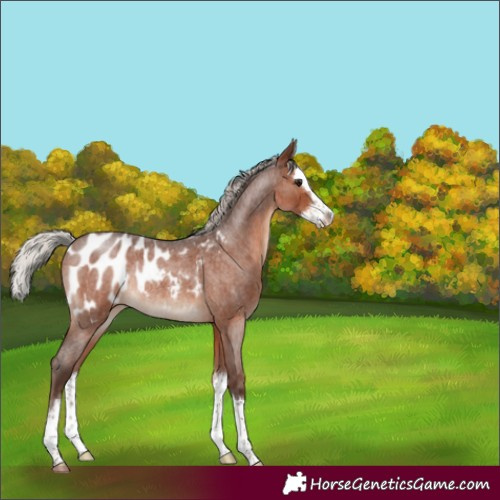 Horse Color:Silver Brown Roan Sabino Splash Blanket Rabicano 