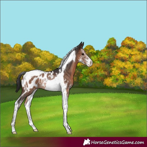 Horse Color:Brown Sabino Tobiano Near Leopard Rabicano 