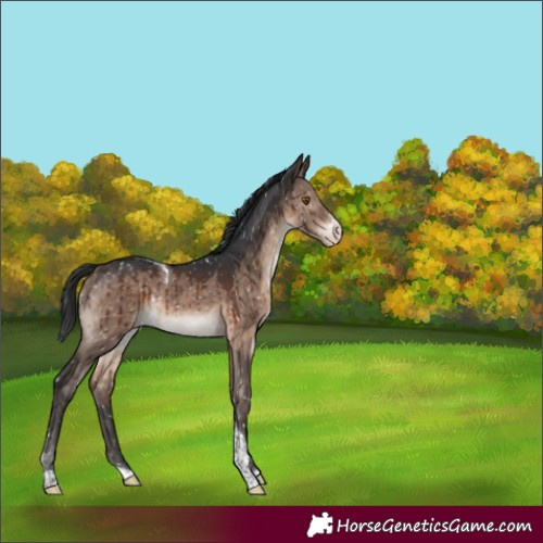 Horse Color:Brown Dun Mushroom Sabino Tobiano Snowflake Varnish Rabicano Brindle 