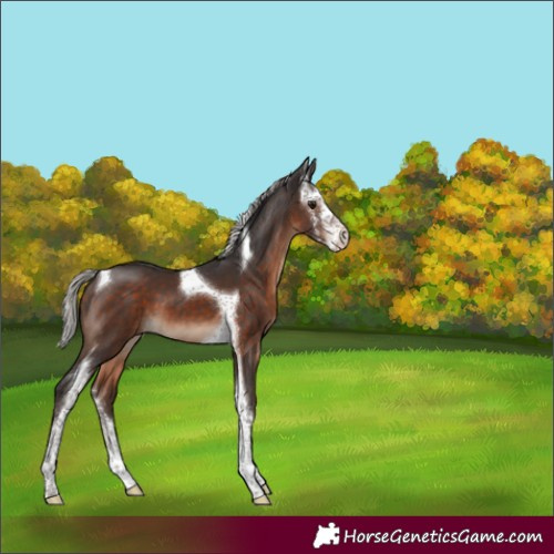 Horse Color:Silver Brown Sabino Tobiano 