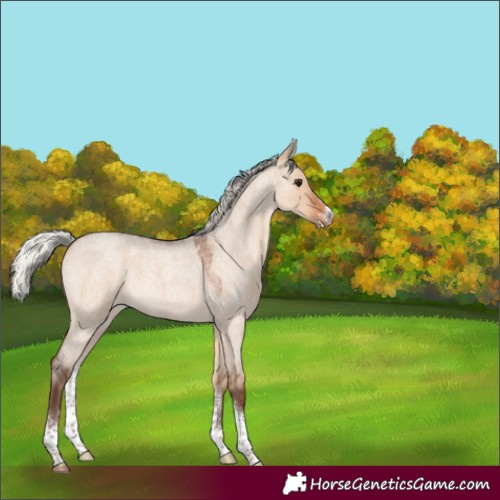 Horse Color:Silver Brown Roan Dun Sabino 